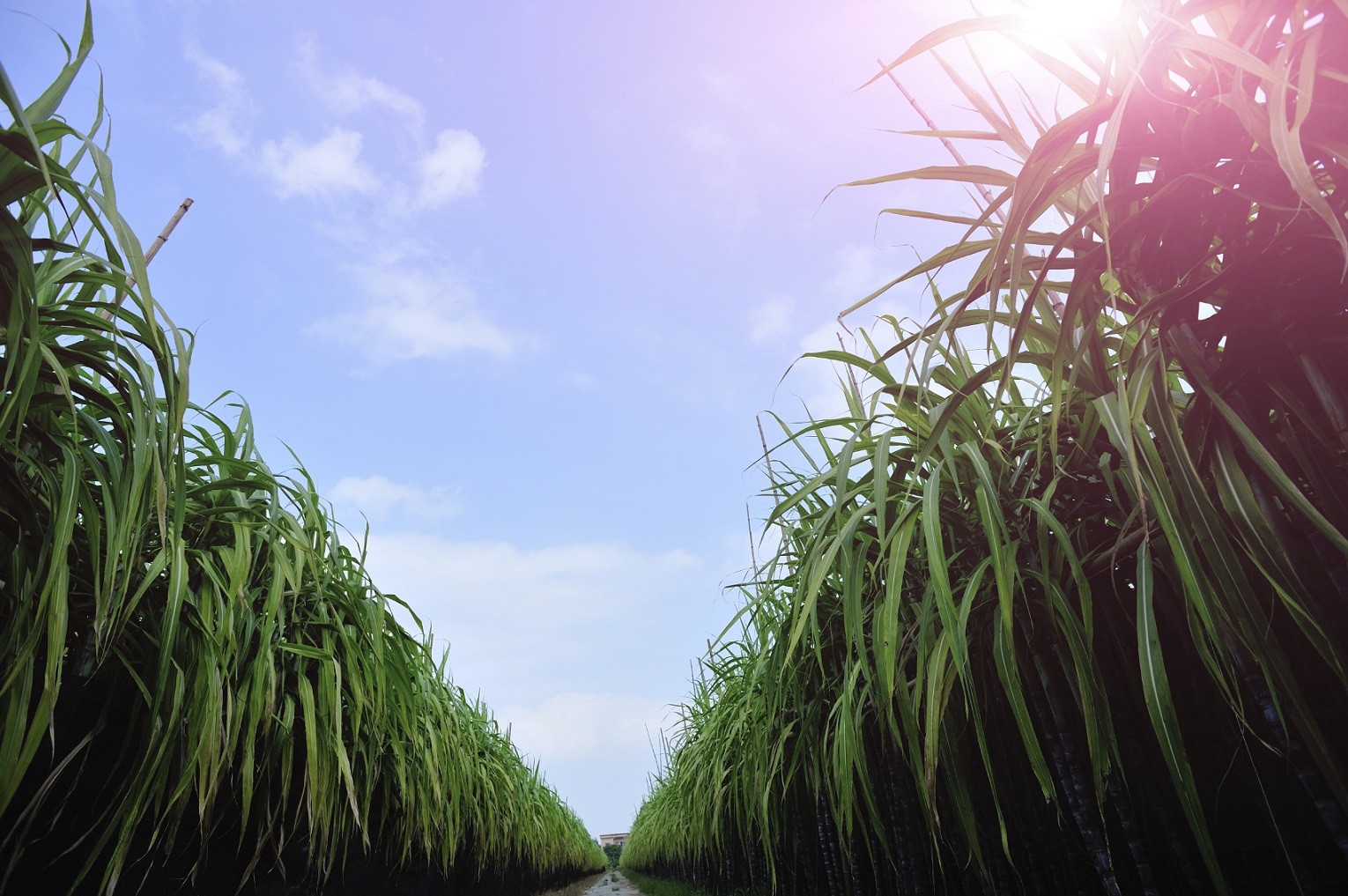 Гавайи сахарный тростник. Гавайи сахарный тростник. Поле тростника. Поле тростника. Австралия сельское хозяйство сахарный тростник.