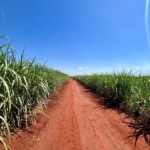 Acordo para incluir produtores de cana no RenovaBio deve ser formalizado até semana que vem