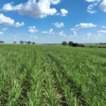 Investimentos da Colombo foram direcionados para a retomada da produtividade do canavial, visando resultados positivos na moagem da safra 2023/24
