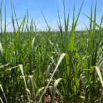Produção canavieira no Norte e Nordeste ultrapassa 59 milhões de toneladas na safra 2023/24
