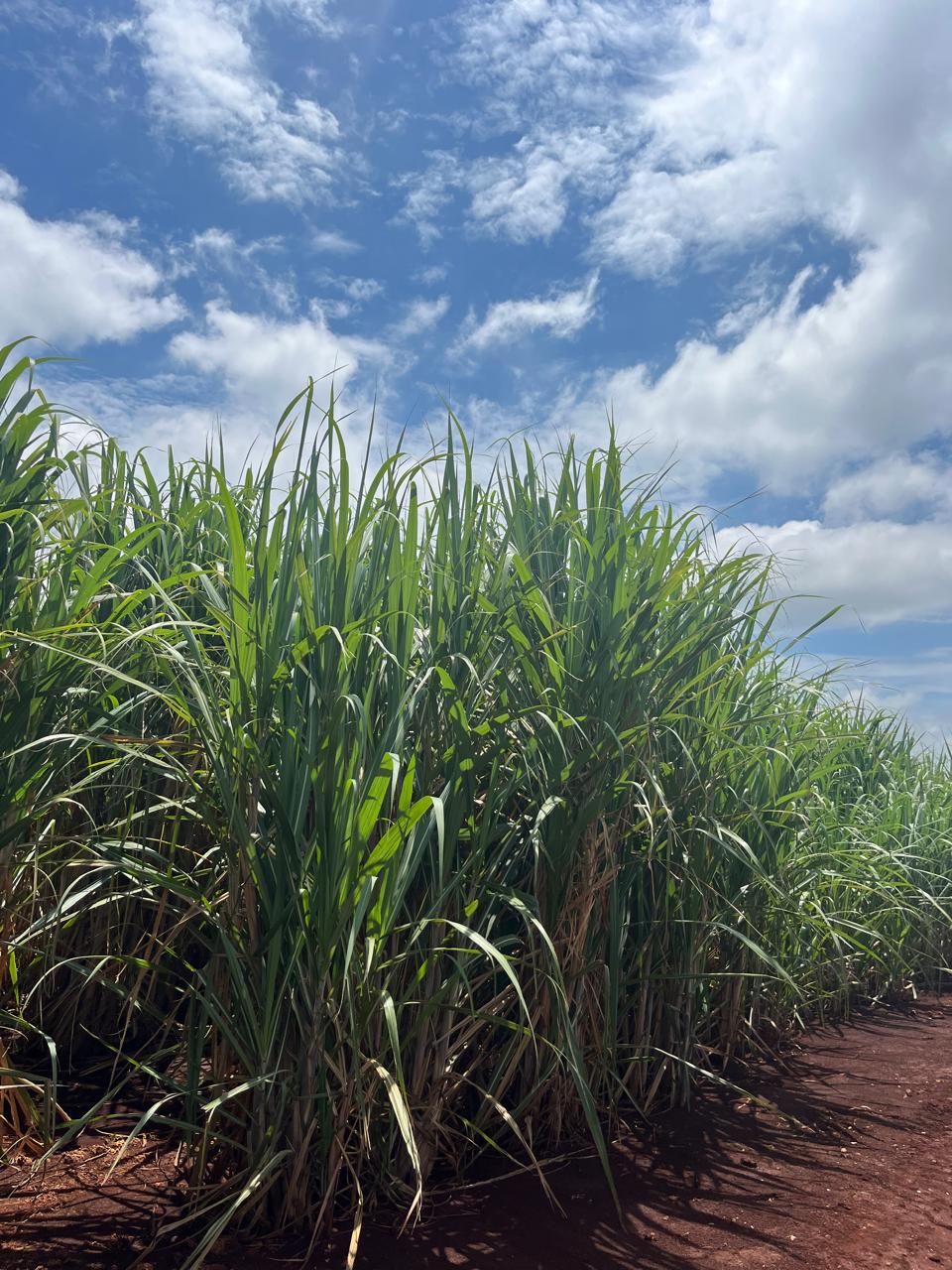 Conab: Produção de cana-de-açúcar na safra 2023/24 chega a 713,2 milhões de toneladas