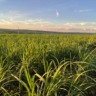 Moagem de cana e vendas de etanol têm altas expressivas em Goiás