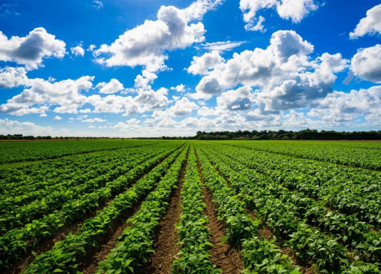 PIB do Agro paulista avança 11,4% no 1º bimestre de 2024