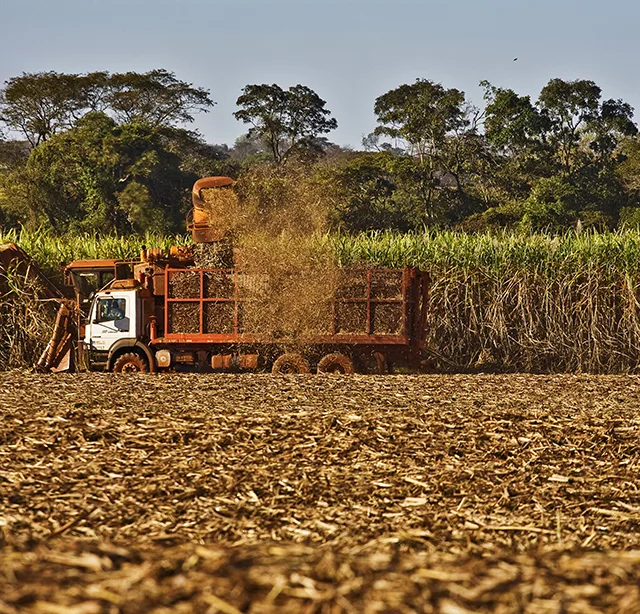 Moagem de cana atinge 44,75 milhões de toneladas na primeira quinzena de maio