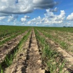 Localidades canavieiras têm dados meteorológicos em tempo real