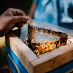 São Martinho e Syngenta inauguram meliponários em várias cidades brasileiras