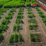 Manejo de maturadores é destaque na reunião do Grupo Fitotécnico