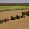 Clima seco favorece colheita e moagem atinge 48,80 milhões de toneladas na 2a quinzena de junho