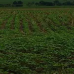 Especialistas apontaram as vantagens e desafios da produção integrada de cana e grãos