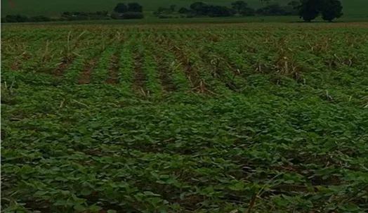 Especialistas apontaram as vantagens e desafios da produção integrada de cana e grãos