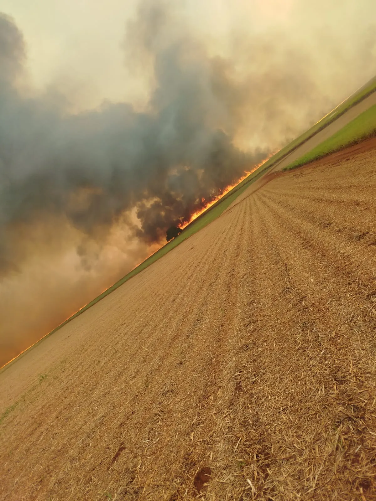 Raízen estima que cerca de 1,8 milhão de ton de cana própria e de fornecedores foram afetadas pelos incêndios