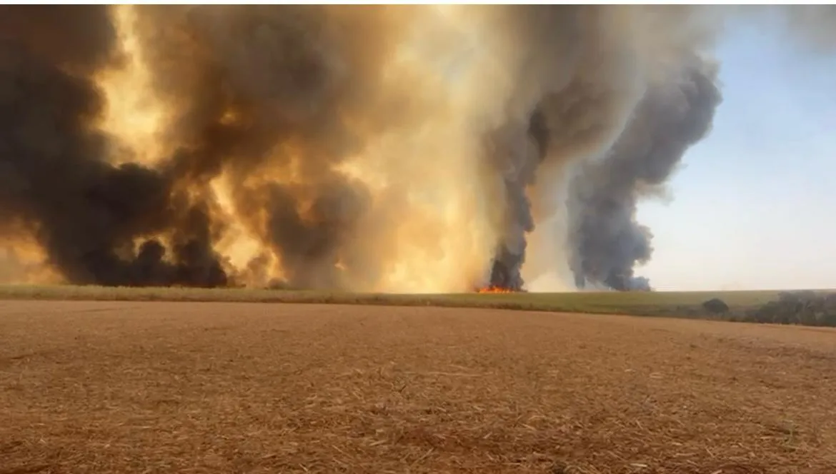 ORPLANA atualiza impacto dos incêndios para 414 mil hectares de cana em todo Brasil