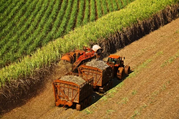 Moagem no Centro-Sul atinge 51,3 milhões de toneladas na 2ª quinzena de julho