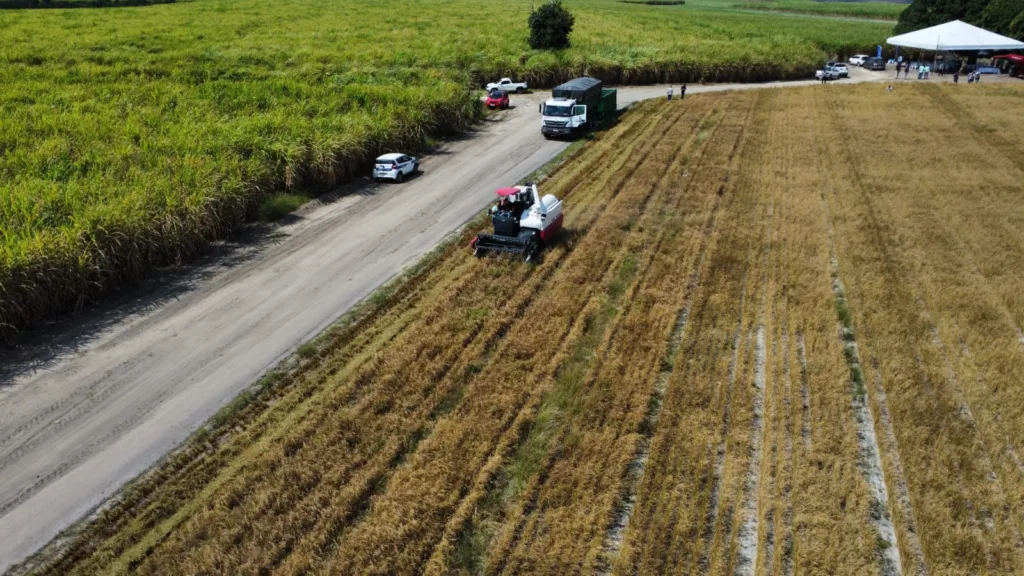 Pindorama promove dia de campo para colheita em lote experimental de arroz de sequeiro