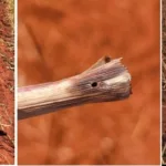 Aumento de ataques de lagarta Elasmo em plantios de cana na região de Ribeirão Preto-SP preocupa especialista