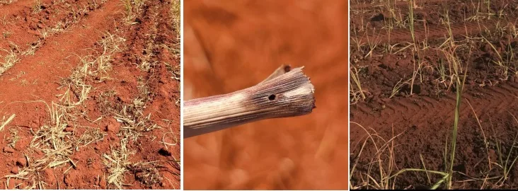 Aumento de ataques de lagarta Elasmo em plantios de cana na região de Ribeirão Preto-SP preocupa especialista