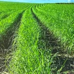 Programas de melhoramento de cana disponibilizam, em média, 6,5 novas variedades por ano