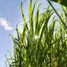 Healthy Sugar Cane plants on a farm getting close to harvest time.