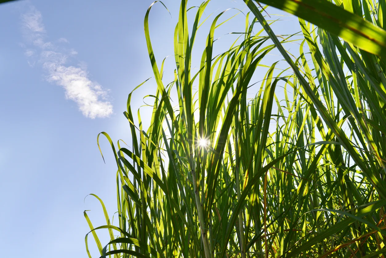 Healthy Sugar Cane plants on a farm getting close to harvest time.