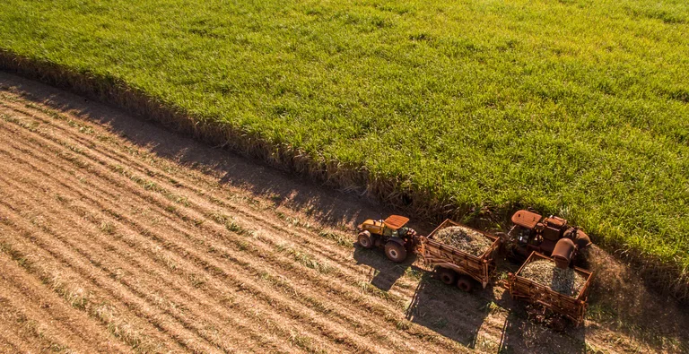 Censo de variedades de cana da safra 2024/25 será divulgado no dia 26 de novembro