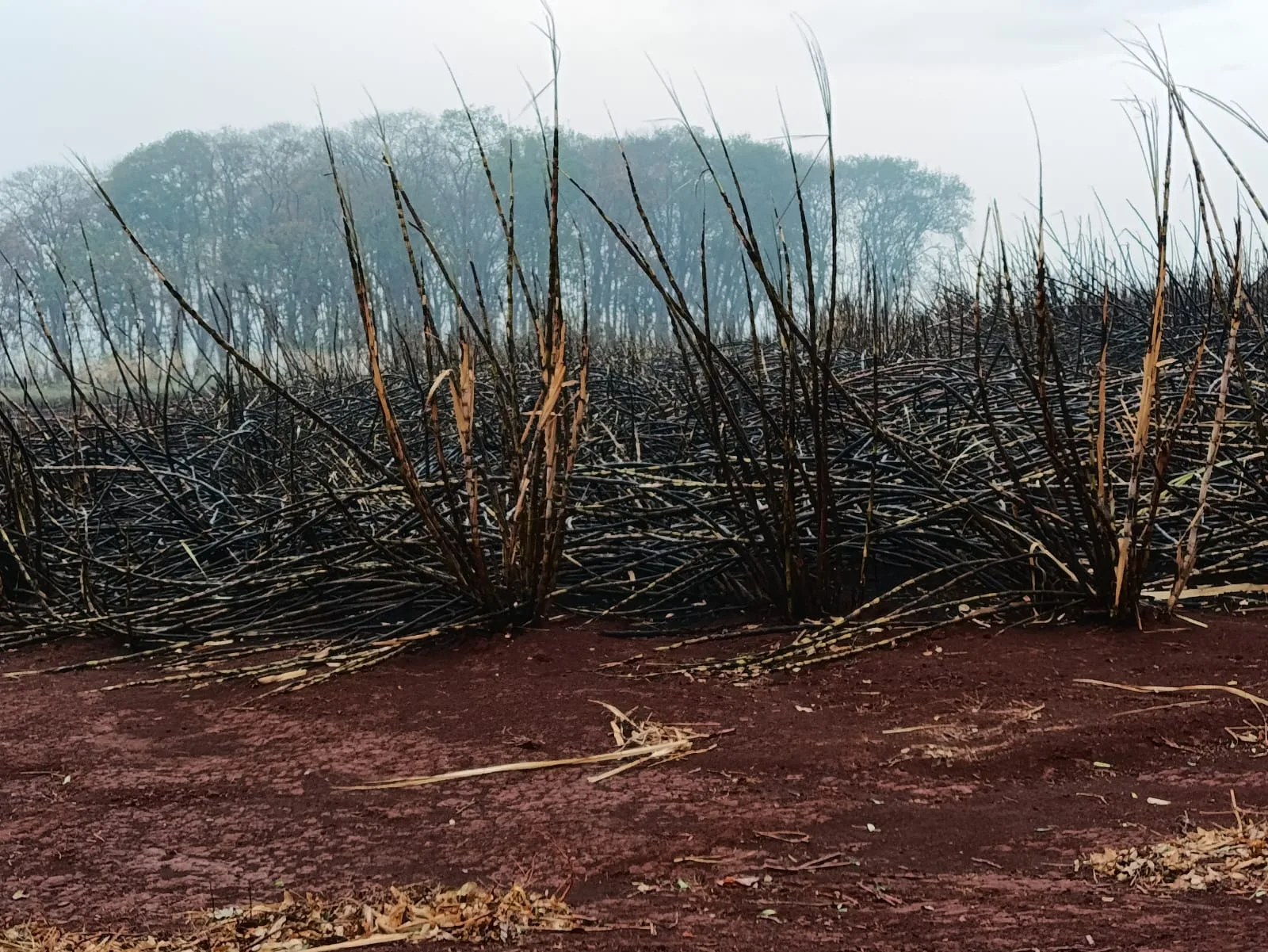 Queimadas destroem 80% das plantações de cana do IAC