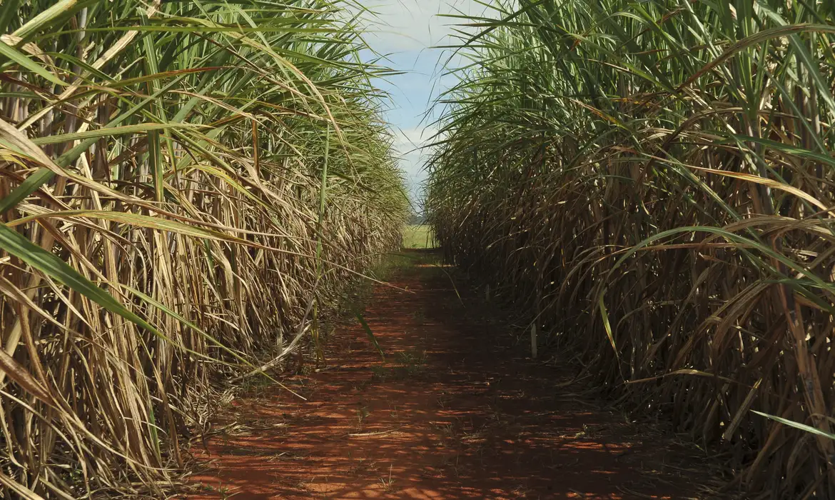 Projeto Campo Futuro apresenta custos de produção de cana e grãos em Chapadão do Sul