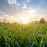 Sunset with small sugar plant in farm and mountain