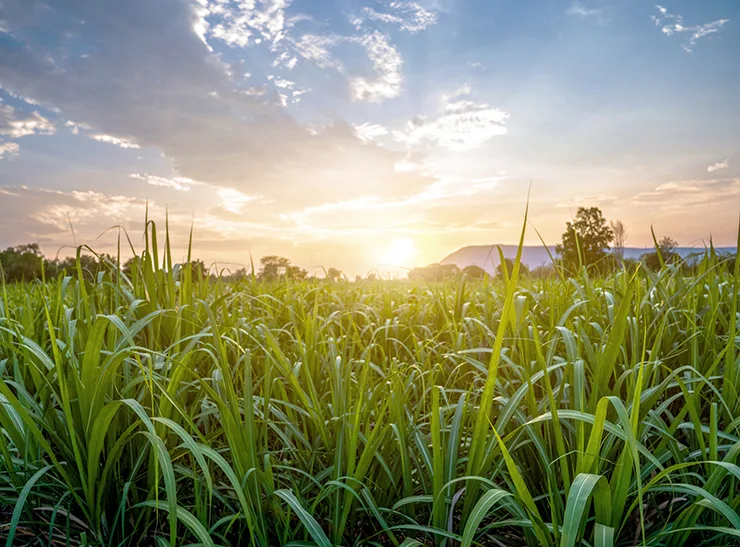 Sunset with small sugar plant in farm and mountain