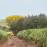 Agricultura regenerativa é o caminho para sustentabilidade com maior produtividade