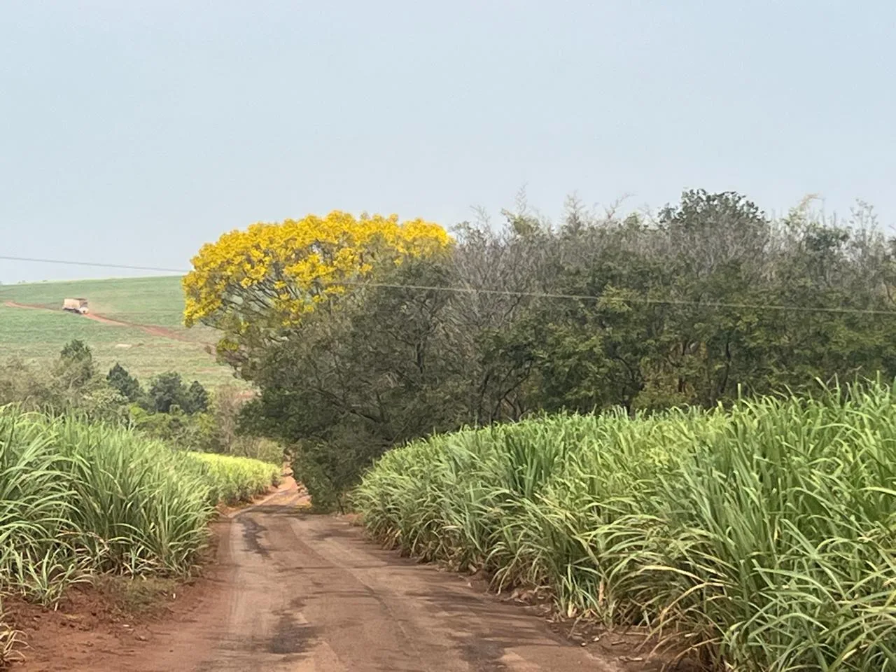 Agricultura regenerativa é o caminho para sustentabilidade com maior produtividade