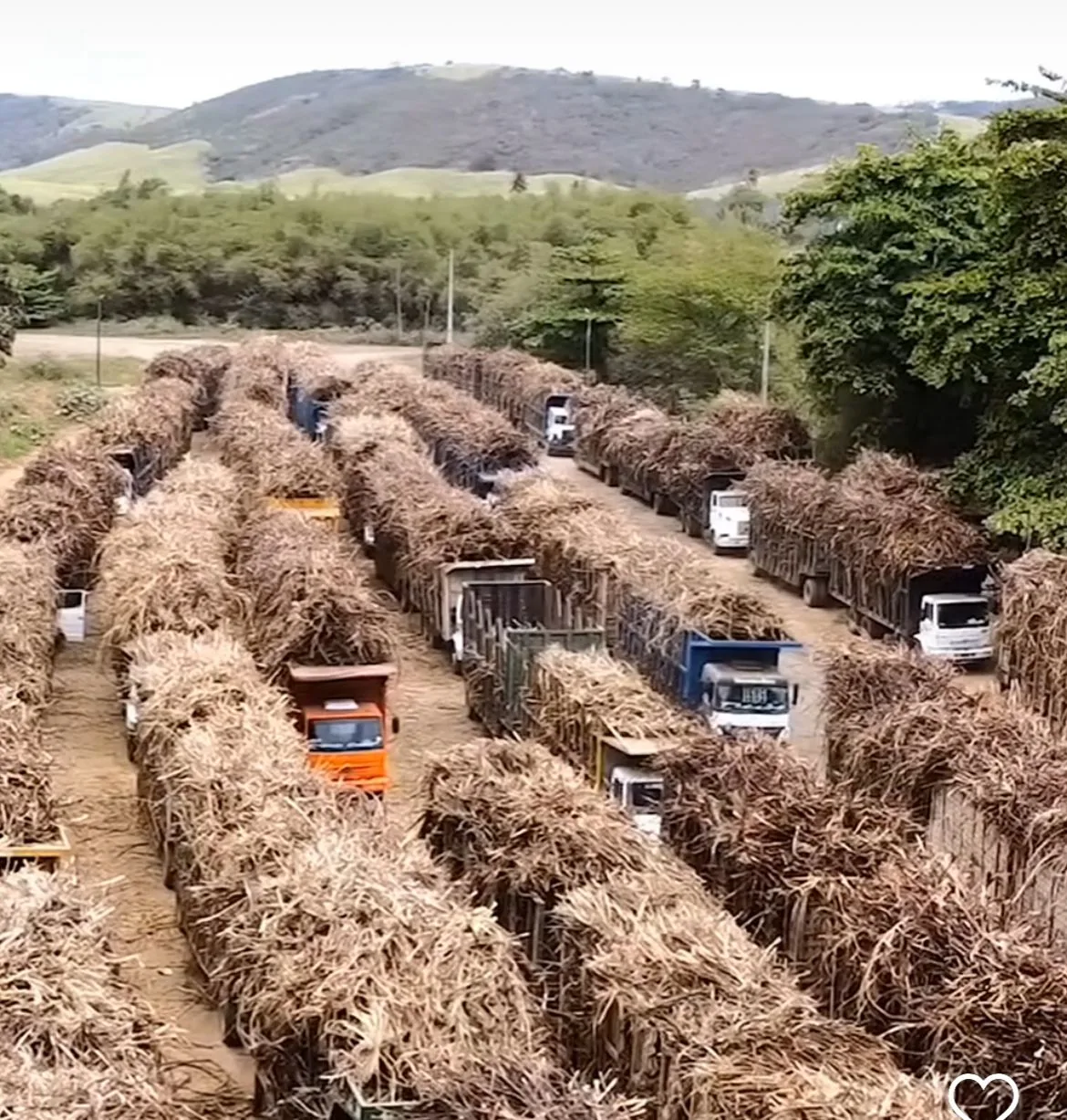 Usina Coaf segue batendo recorde semanal de moagem e prevê 1 milhão de toneladas na safra