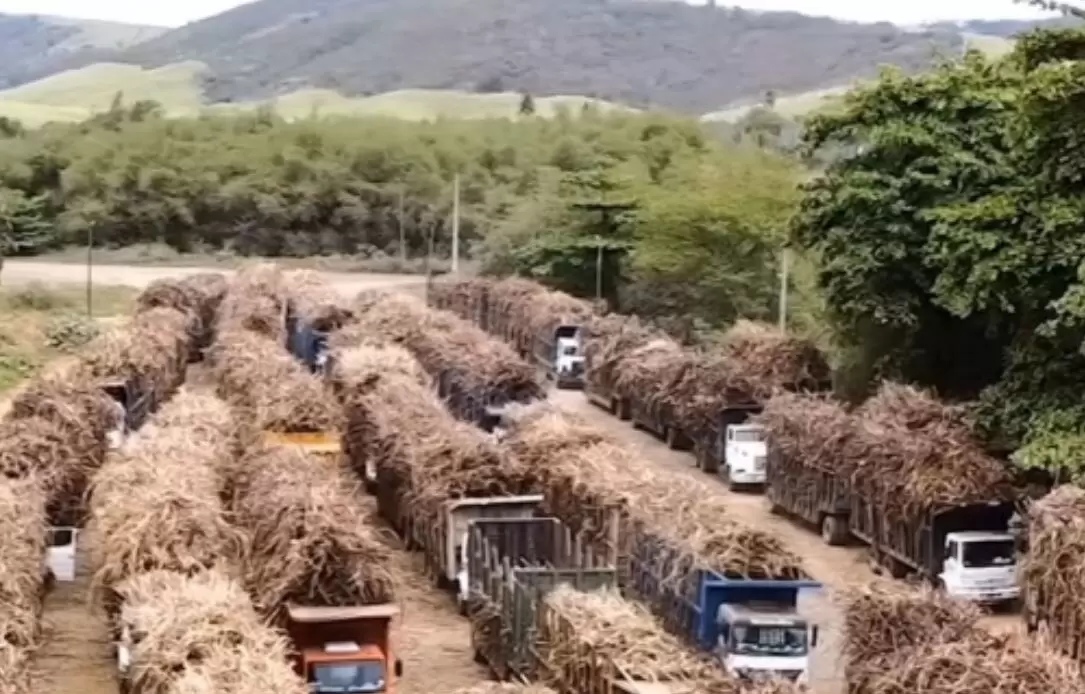 Usina Coaf prevê moagem de 1 milhão de toneladas