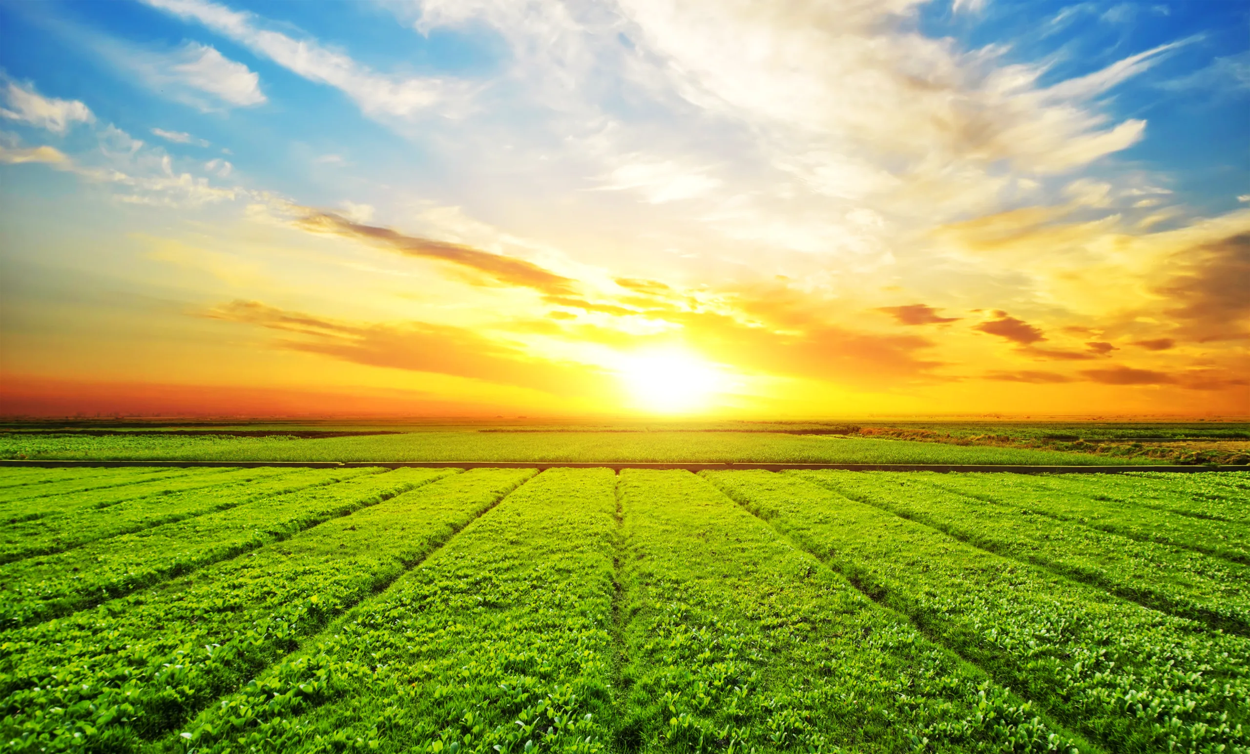 Imagem de cultivo e sol para reportagem sobre nota oficial