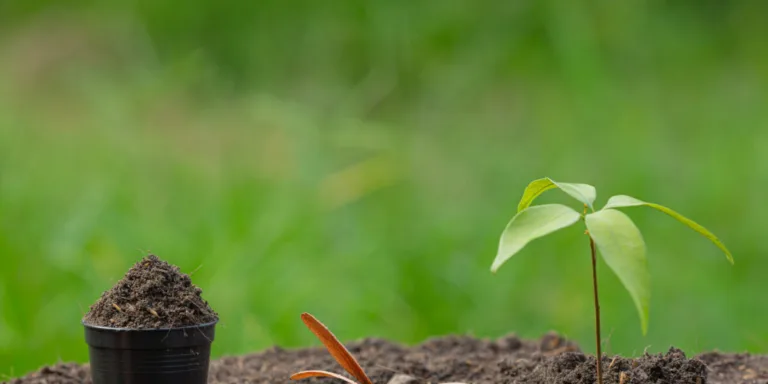 close up picture of the sapling of the plant is growing