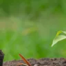 close up picture of the sapling of the plant is growing