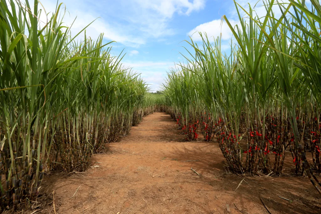 Umoe Bioenergy divulga projeções para a safra 2025/26