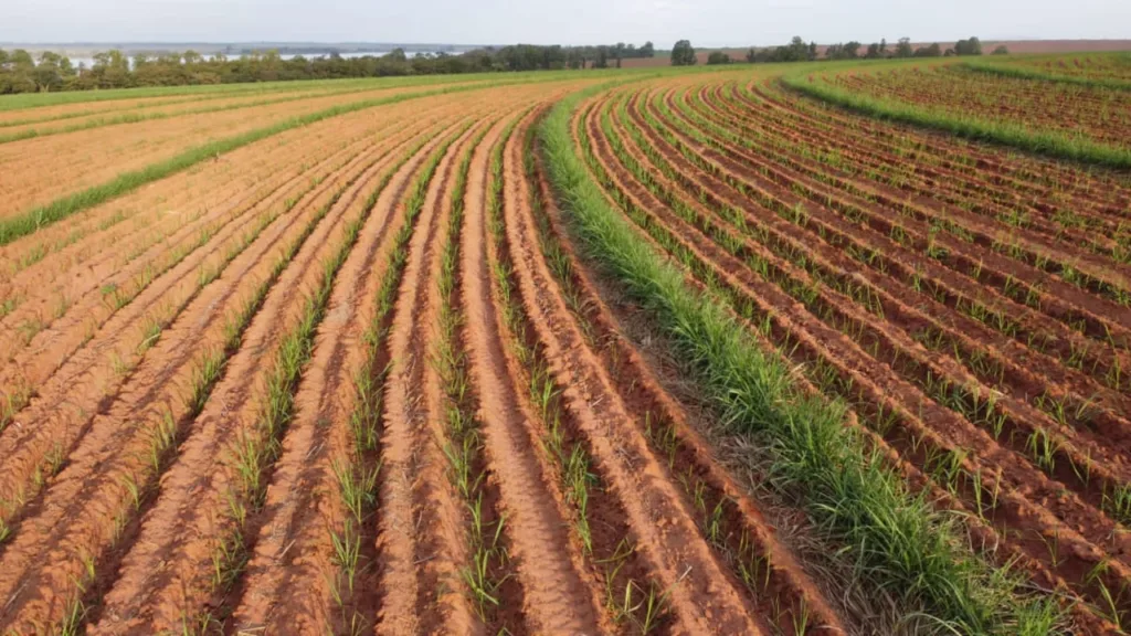 Por que obter produtividade superior a 100 toneladas por hectare é uma conquista ainda restrita a poucos Por que obter produtividade superior a 100 toneladas por hectare é uma conquista ainda restrita a poucos