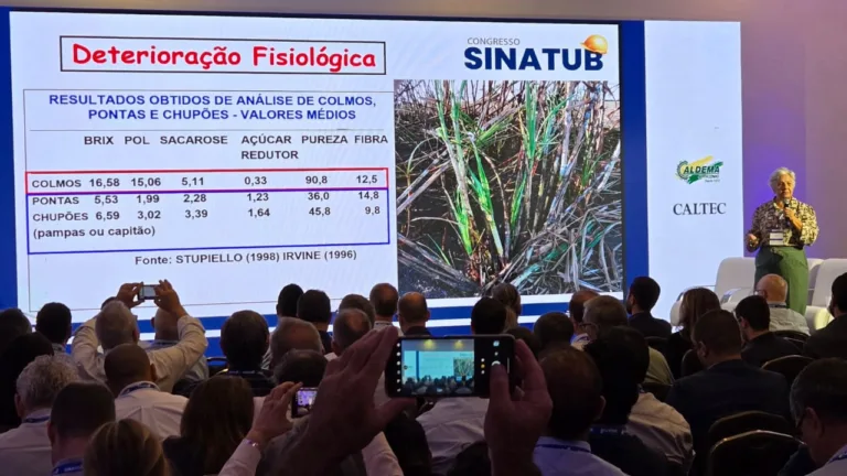 O que é preciso fazer para melhorar a saúde dos canaviais, segundo Márcia Mutton