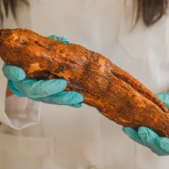 Mandioca açucarada é alternativa para a produção de bioetanol