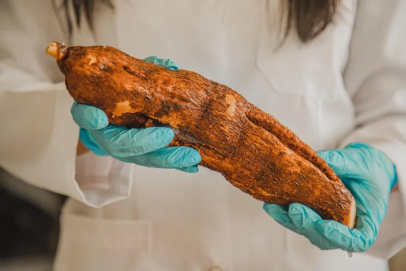 Mandioca açucarada é alternativa para a produção de bioetanol Mandioca açucarada é alternativa para a produção de bioetanol