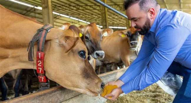 Pesquisas indicam que o DDGS da Inpasa é uma solução viável para substituir o farelo de soja