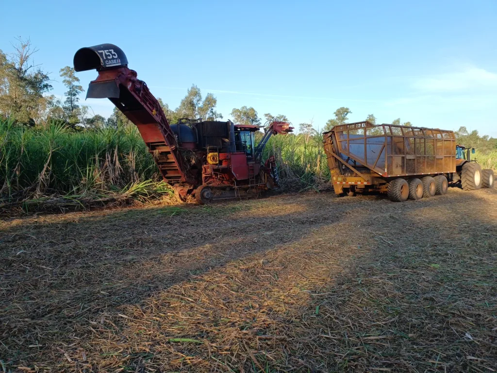 Como a Usina São Domingos trabalha para gerar resultados agrícolas de excelência na safra 2025/26 Como a Usina São Domingos trabalha para gerar resultados agrícolas de excelência na safra 2025/26