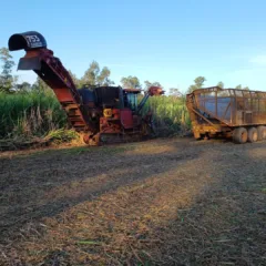 Como a Usina São Domingos trabalha para gerar resultados agrícolas de excelência na safra 2025/26   