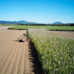 Por que a Austrália está otimista com a safra de cana recém-iniciada