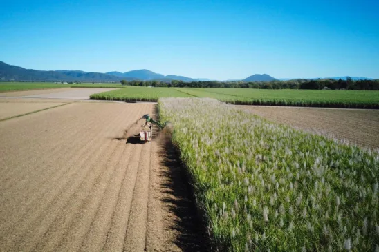Por que a Austrália está otimista com a safra de cana recém-iniciada