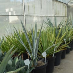 Como é a pesquisa que usa planta da tequila para produzir etanol