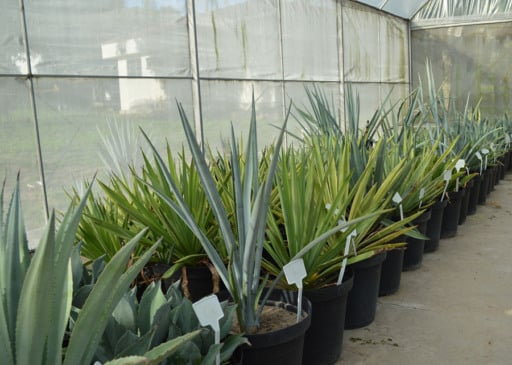 Como é a pesquisa que usa planta da tequila para produzir etanol
