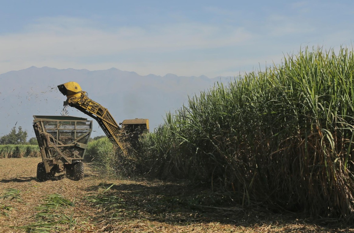 Nova previsão reduz oferta de cana na  principal região produtora da Argentina
