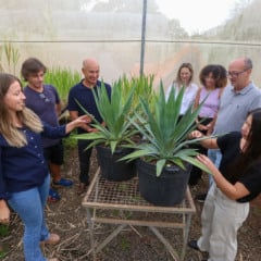Primeiro agave transgênico do Brasil é desenvolvido em projeto liderado pela Unicamp