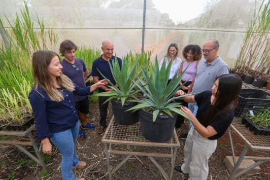 Primeiro agave transgênico do Brasil é desenvolvido em projeto liderado pela Unicamp